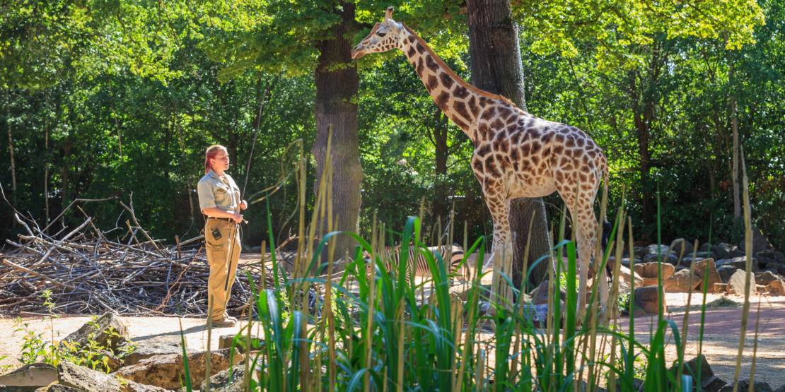 Giraffe im Erlebnis Zoo Hannover